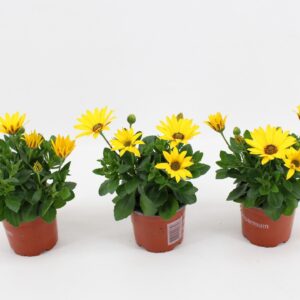 Osteospermum Sunny Asti Osteo Asti
(12 Plants/Order)(10.5cmP 25cmH)