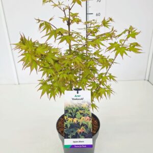 Acer palmatum Osakazuki Acer palm. 'Osakazuki' 60-80C7
(1 Plants/Order)(25cmP 80cmH)
