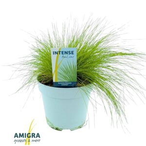 Deschampsia Tatra Gold Deschampsia flexuosa AmiLime®
(6 Plants/Order)(17cmP 35cmH)
