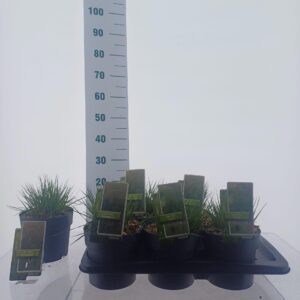 Molinia caerulea Molinia caerulea 'Torch'
(1 Plants/Order)(17cmP 25cmH)