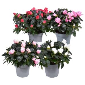Rhododendron Hellmut Vo Azalea'Vogel'gemengd'Rijp'pot13
(6 Plants/Order)(13cmP 30cmH)