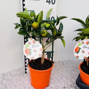 Fortunella margarita Citrus Kumquat Nagami trellis (s2)
(9 Plants/Order)(12cmP 30cmH)