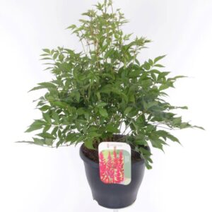 Astilbe Fanal Astilbe arendsii Fanal
(1 Plants/Order)(23cmP 65cmH)
