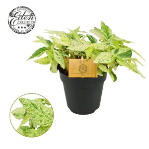 Pellionia repens Pellionia repens Variegata 12 cm
(4 Plants/Order)(12cmP 20cmH)
