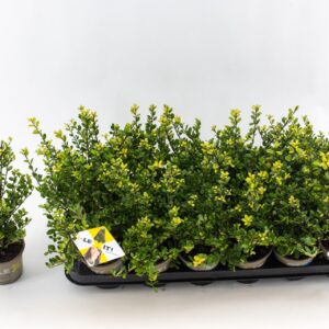 Ilex crenata Dark Green Ilex crenata Dark Green, P9, Struik 10-15cm
(18 Plants/Order)(9cmP 15cmH)