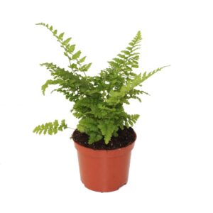 Dryopteris affinis Crispa Dryopteris Affinis Crispa (Winterhard)
(20 Plants/Order)(8.5cmP 20cmH)