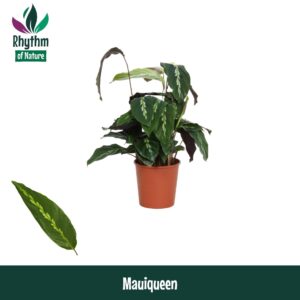 Calathea Calathea 12cm Mauiqueen - Rhythm of Nature
(10 Plants/Order)(12cmP 40cmH)