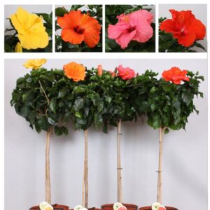 Hibiscus Sunny Hibiscus Fiori Grande 'Mixlaag' stam
(1 Plants/Order)(24cmP 110cmH)