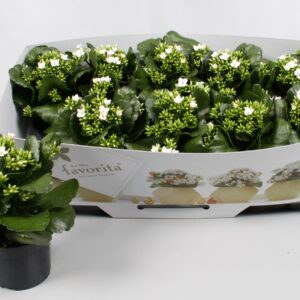 Kalanchoe Favorita Bella Bianca Kalanchoe favorita white instyle + collar
(10 Plants/Order)(10.5cmP 22cmH)