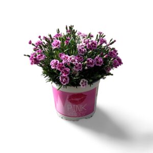 Carnation Pink Kisses Carnation Pink Kisses 17 CM ©
(6 Plants/Order)(17cmP 40cmH)