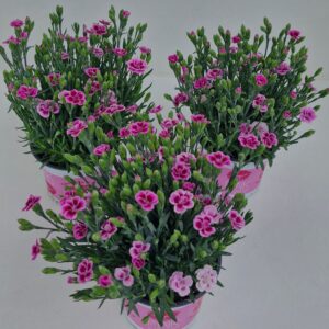 Carnation Pink Kisses Carnation Pink Kisses Ned - RKT rapport beschikbaar
(10 Plants/Order)(12cmP 24cmH)