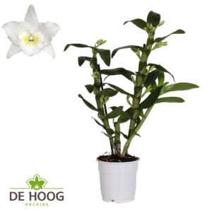 Dendrobium Nob. Star Class Apollon Dendrobium Nobile Apollon 12+ receme De high
(10 Plants/Order)(12cmP 45cmH)