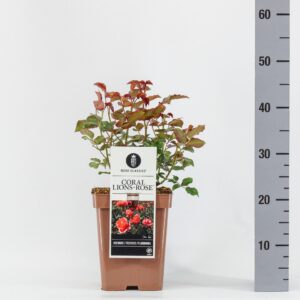 Rosa Rosa (F) Coral Lions-Rose®, C5
(1 Plants/Order)(23cmP 20cmH)