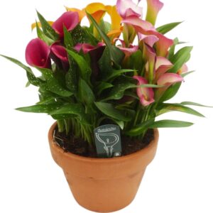 Zantedeschia other Zantedeschia terracotta kuip carnaval
(1 Plants/Order)(25cmP 50cmH)