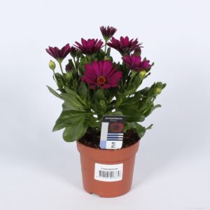 Osteospermum Sunny Mary Osteospermum purple
(15 Plants/Order)(10.5cmP 22cmH)