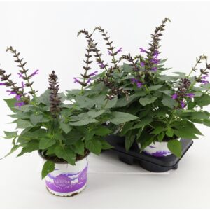 Salvia Salgoon Lake Garda Salvia Salgoon Lake George
(3 Plants/Order)(19cmP 60cmH)