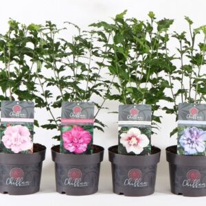 Hibiscus syriacus Hibiscus syr. 'Chiffon'® mix P19/C3
(1 Plants/Order)(19cmP 55cmH)