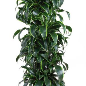 Dracaena Dorado Dracaena Dorado busch P34
(1 Plants/Order)(34cmP 170cmH)