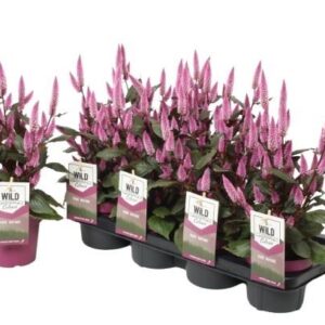 Celosia Spicata type Wild Pink Celosia 'Wild Pink' (Gardenplant) P14
(7 Plants/Order)(14cmP 42cmH)