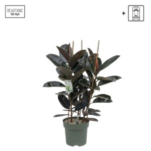 Ficus Elastica Abidjan Ficus Mandela Touffe
(1 Plants/Order)(30cmP 110cmH)