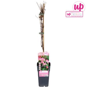 Clematis Pink Flaming Clematis Alpina Pink Flamingo P15
(10 Plants/Order)(15cmP 90cmH)