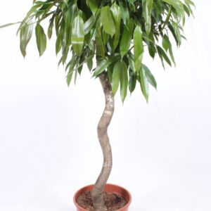 Ficus Amstel King Ficus Amstel King
(1 Plants/Order)(30cmP 130cmH)