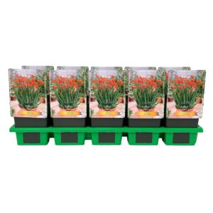 Crocosmia masoniorum Crocosmia Masoniorum P11
(10 Plants/Order)(11cmP 25cmH)