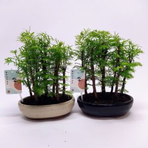 Bonsai dwergvorm loofhout Metasequoia Forest Oval 20 cm
(6 Plants/Order)(20cmP 35cmH)