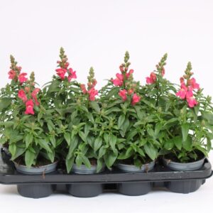 Antirrhinum majus other Antirrhinum majus pink
(8 Plants/Order)(12cmP 40cmH)