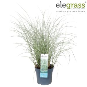 Miscanthus sinensis Morning Light Miscanthus sinensis 'Morning Light' P23
(1 Plants/Order)(23cmP 70cmH)
