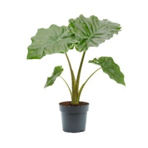 Alocasia Portodora Alocasia Portodora 17cm
(6 Plants/Order)(17cmP 65cmH)