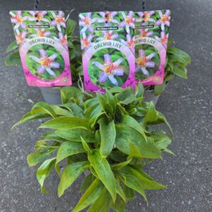 Tricyrtis formosana Tricyrtis formosana Pink Freckless P 13
(8 Plants/Order)(13cmP 35cmH)