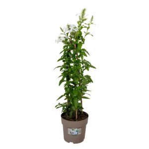 Plumbago auriculata Plumbago white P19 PIRAMIDE
(1 Plants/Order)(19cmP 75cmH)