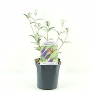 Buddleja Empire Blue Buddleja dav. Empire Blue
(6 Plants/Order)(17cmP 45cmH)