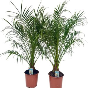 Phoenix roebelenii Phoenix roebelenii P21
(1 Plants/Order)(21cmP 110cmH)