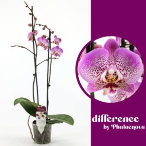 Phalaenopsis Jillion Jillion 2-tak 60cm (GROEN)
(10 Plants/Order)(12cmP 65cmH)