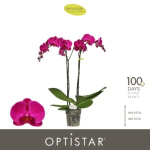 Phalaenopsis other purple more Optistar Lopez 2 spike
(6 Plants/Order)(12cmP 60cmH)