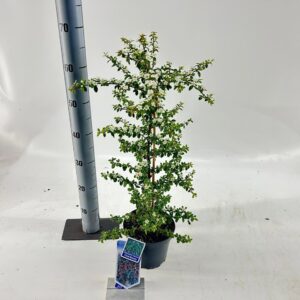 Cotoneaster suecicus Coral Beauty Cotoneaster 'Coral Beauty'
(1 Plants/Order)(17cmP 60cmH)