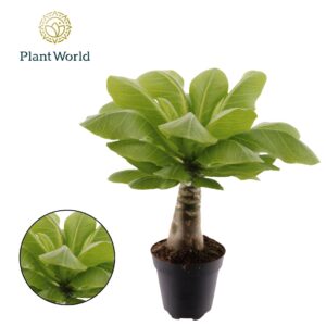 Hawaiian Palm Birghamia Brighamia insignis 'Hawaii Palm' P12
(6 Plants/Order)(12cmP 30cmH)