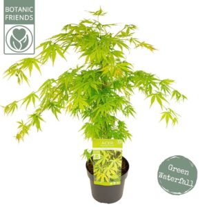 Acer palmatum Acer palm. 'Cascade Emerald' ®
(1 Plants/Order)(19cmP 80cmH)