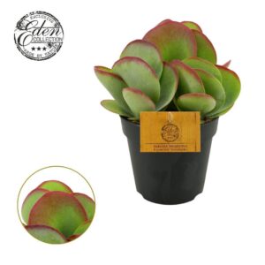 Kalanchoe thyrsiflora Kalanchoe Thyrsiflora 12cm
(4 Plants/Order)(12cmP 20cmH)