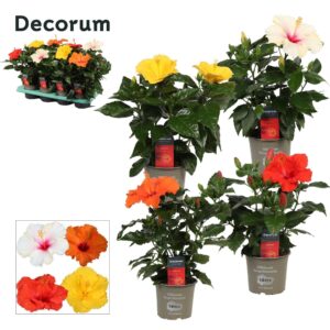 Hibiscus Decorum Hibiscus mixtray 13 cm 4 Types
(8 Plants/Order)(13cmP 35cmH)