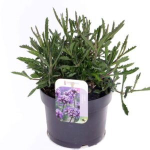 Verbena other Verbena Lollipop
(6 Plants/Order)(17cmP 30cmH)