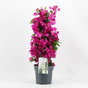 Bougainvillea Sanderiana Bougainvillea 'Sanderiana' piramide purple
(1 Plants/Order)(19cmP 70cmH)