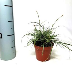 Carex Snowline Carex conica 'Snowline' p8
(21 Plants/Order)(8cmP 12cmH)