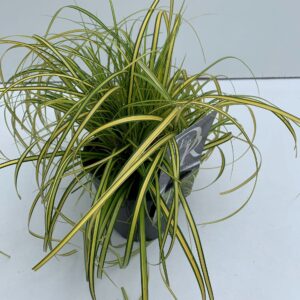 Carex Evercolor Eversheen Carex 'Eversheen'
(6 Plants/Order)(17cmP 30cmH)
