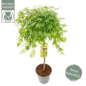 Acer palmatum Acer palm. 'Cascade Emerald' C14 halfstam
(1 Plants/Order)(30cmP 160cmH)