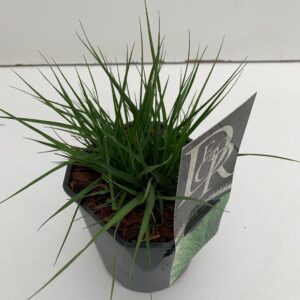 Molinia caerulea Molinia 'Edith Dudszus'
(6 Plants/Order)(17cmP 40cmH)