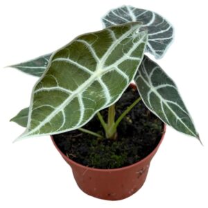 Alocasia Polly alocasia watsoniana lightning
(9 Plants/Order)(10.5cmP 15cmH)