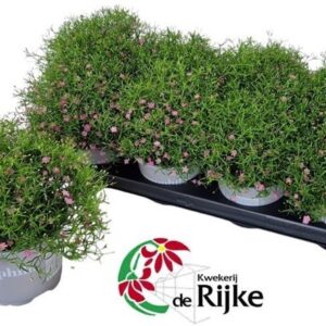 Gypsophila Gypsophila gypsy pink
(8 Plants/Order)(12cmP 25cmH)